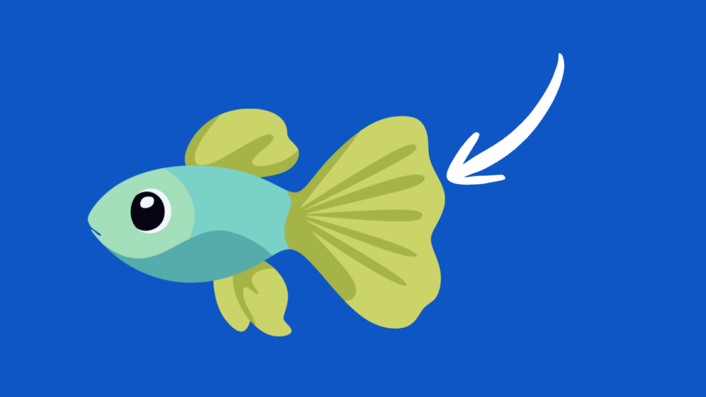 Fin